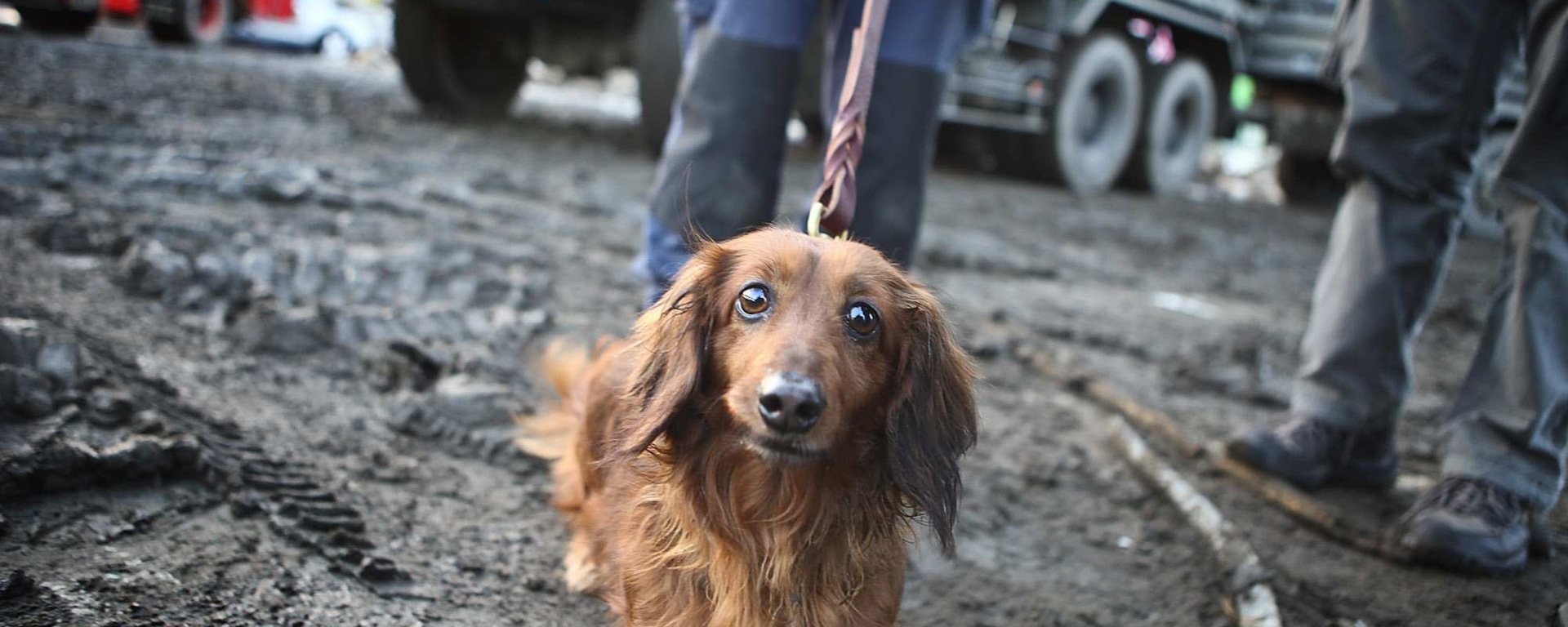 Dog after earthquake