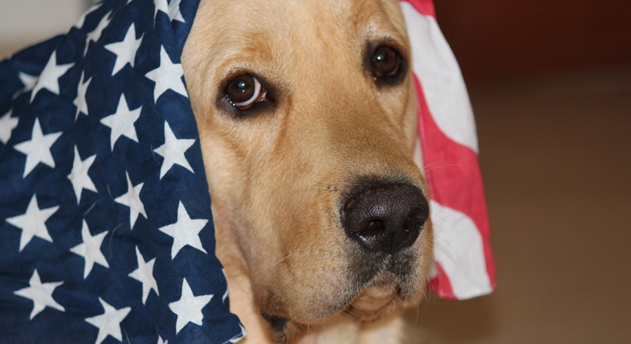 Dog is Afraid of Fireworks on Fourth of July with American flag on his head