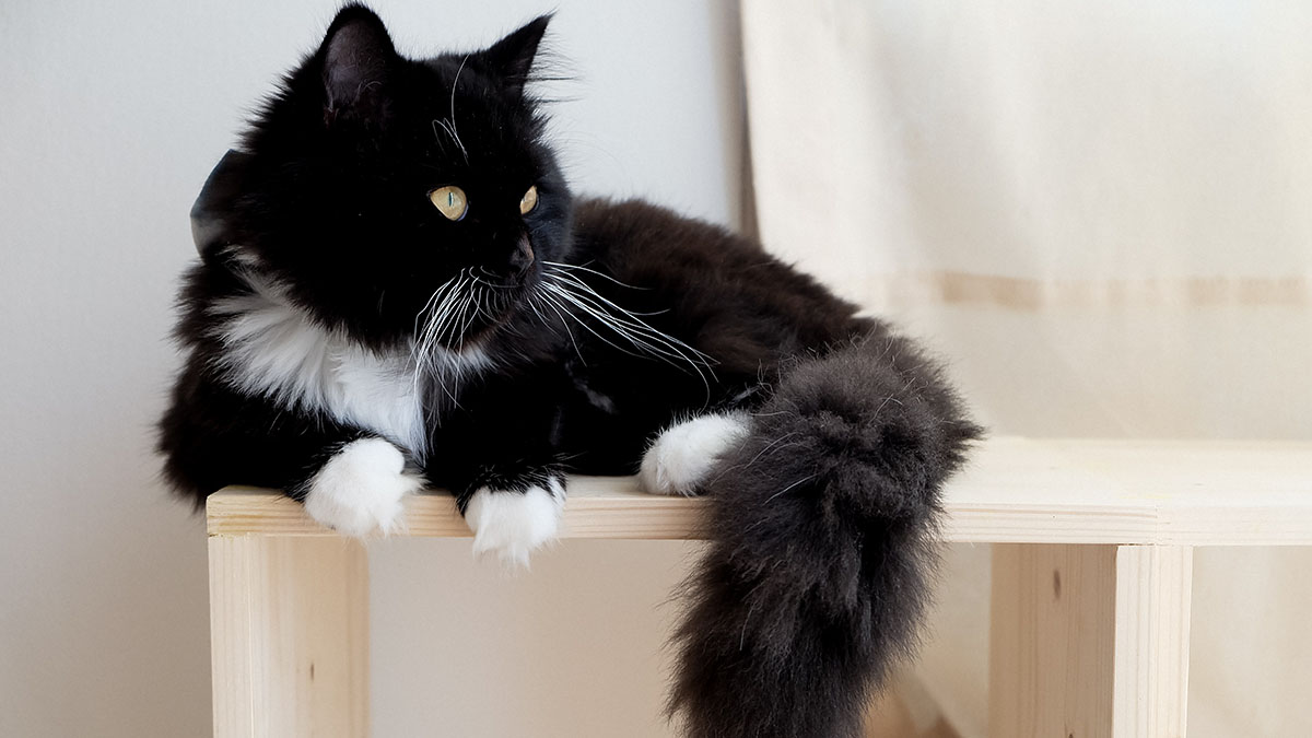 Hairball management tips help long haired cats