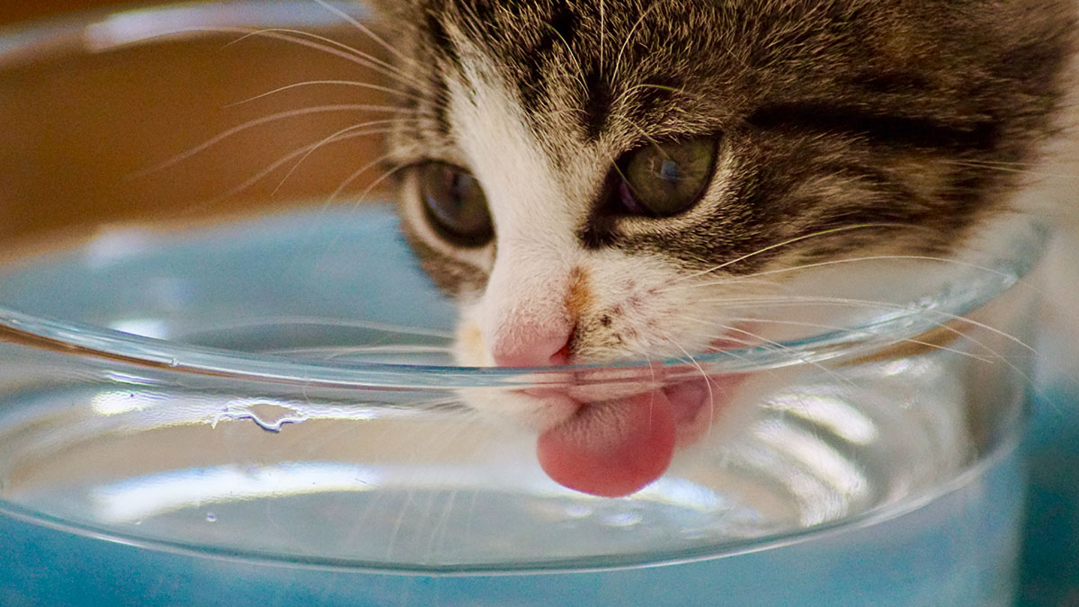 cat drinking water to show cat hydration